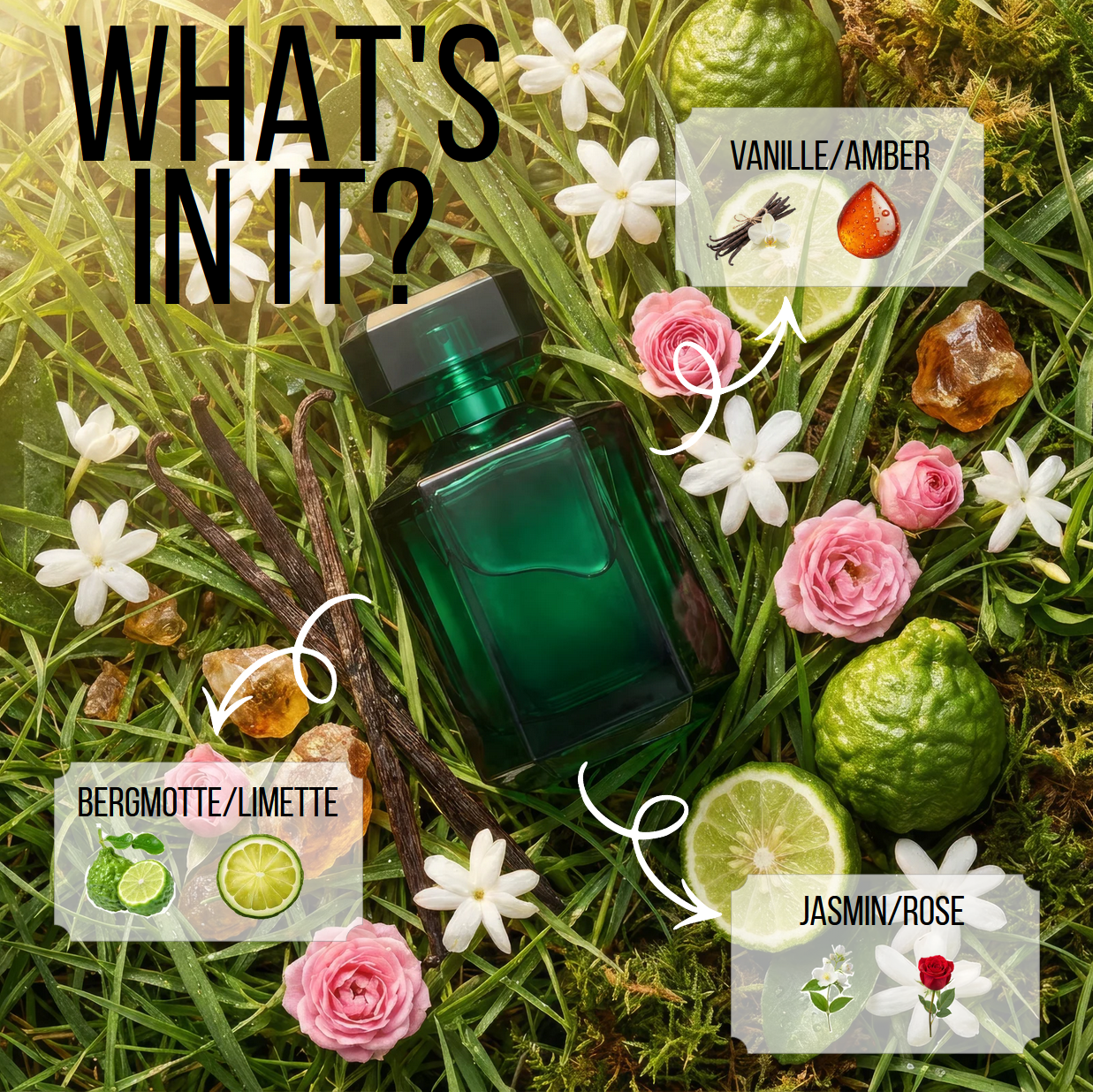 Silva – What's in it